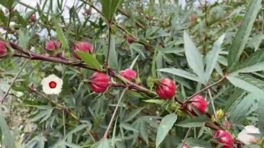 kırmızı gül çiçeği doğa bahçesinde