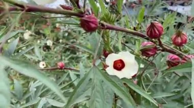 kırmızı ambar sabdariffa çiçeği doğa bahçesinde