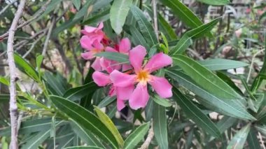 Doğa bahçesinde pembe neryum zakkum çiçeği