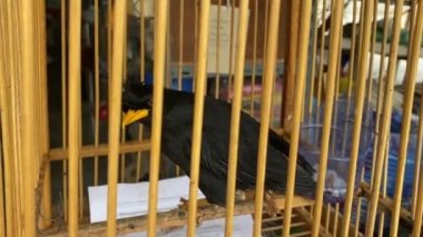 Konuşan Hill Myna kafesteki kuş