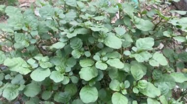Yerde yeşil Purslane bitkisi