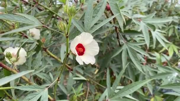 Czerwony Hibiskus Sabdariffa Kwiat Ogrodzie Przyrody — Wideo stockowe