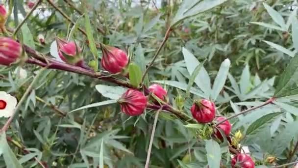 Fleur Roselle Rouge Dans Jardin Naturel — Video