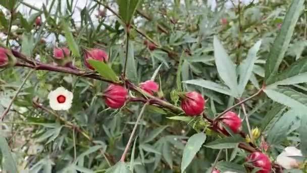 Fleur Roselle Rouge Dans Jardin Naturel — Video