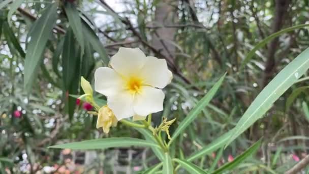Žlutý Nerium Oleander Květ Zahradě Přírody — Stock video