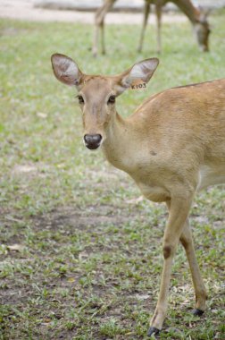 Vahşi doğada geyik beslemek