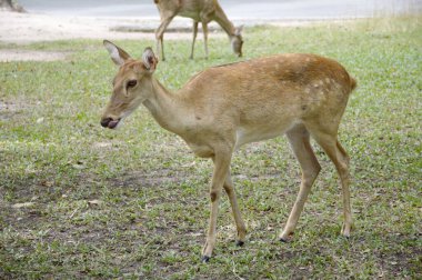 Vahşi doğada geyik beslemek