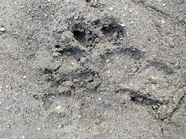 Kuru toprakta köpek ayak izi.