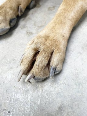 Yaklaş köpek ayağı ve çivisi