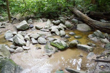 Tayland 'da Chonburi' de doğa ormanı.