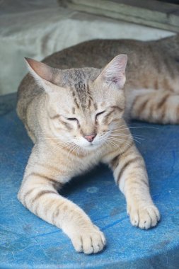 Şirin tekir kediyi kapat.