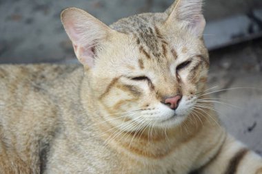 Şirin tekir kediyi kapat.