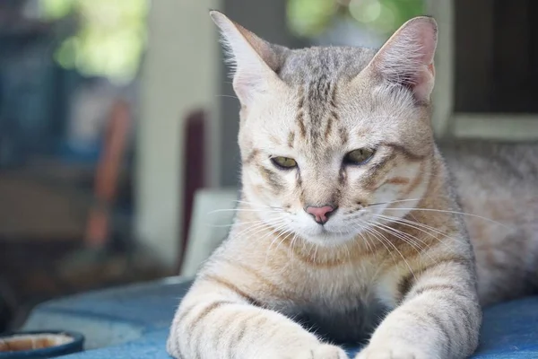 Close Niedliche Gestromte Katze — Stockfoto