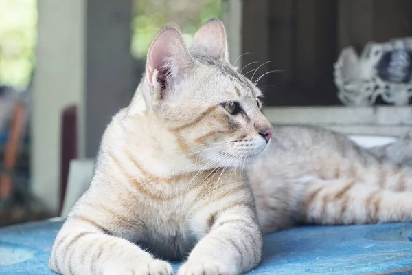 Close Niedliche Gestromte Katze — Stockfoto