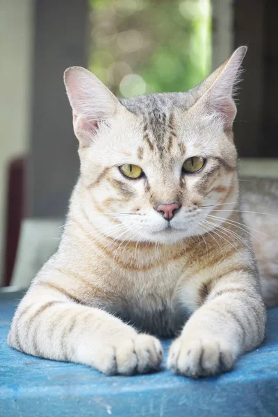 Cerca Lindo Tabby Gato — Foto de Stock