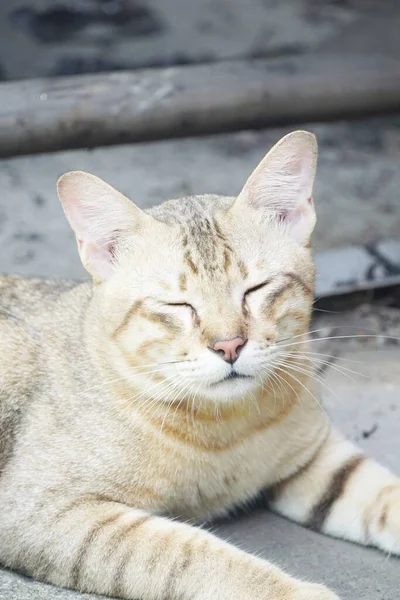 Close Cute Tabby Cat — Stock Photo, Image