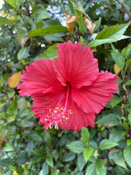 Fleur Hibiscus Rouge Dans Jardin Naturel — Photo