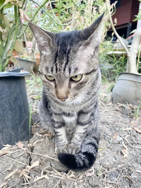 可爱的肥猫趴在地上 — 图库照片