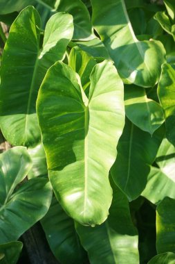 Doğa bahçesinde taze yeşil arum yaprağı