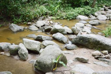 Tayland 'da Chonburi' de doğa ormanı.