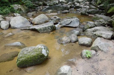 Tayland 'da Chonburi' de doğa ormanı.