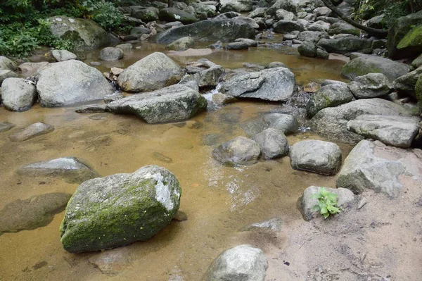 Tayland 'da Chonburi' de doğa ormanı.