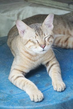 Şirin tekir kediyi kapat.