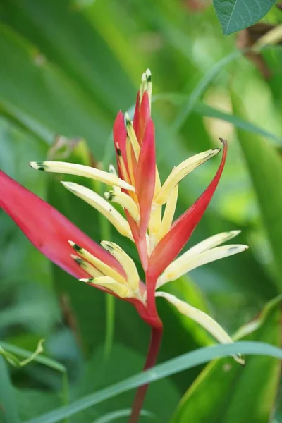 Heliconia Flor Jardín Naturaleza —  Fotos de Stock