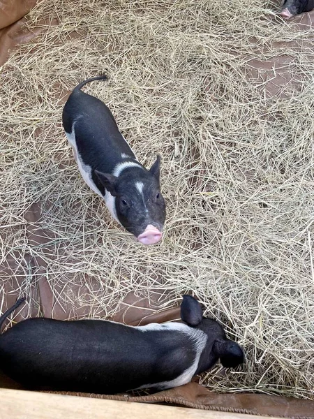 Cercano Pequeño Cerdo Granja Campo —  Fotos de Stock