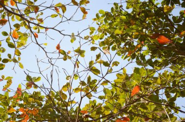 Terminalia Catappa Ağacı Doğa Bahçesinde