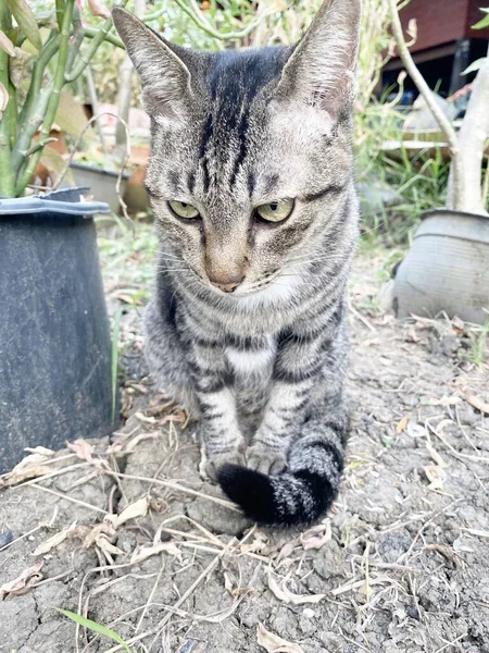 Słodkie Tabby Kot Ziemi — Zdjęcie stockowe