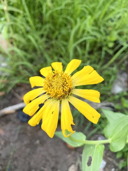 Yellow Zinnia Flower Nature Garden — Stock Photo, Image