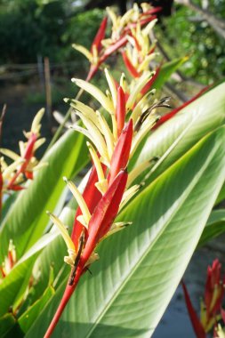 Doğa bahçesinde Heliconia çiçeği