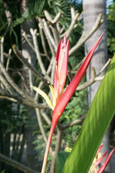 Flor Helicônia Jardim Natureza — Fotografia de Stock