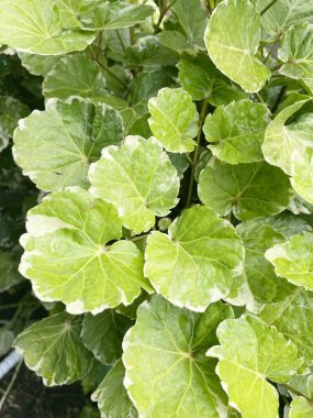 yeşil Polyscias bitkisi doğa bahçesinde