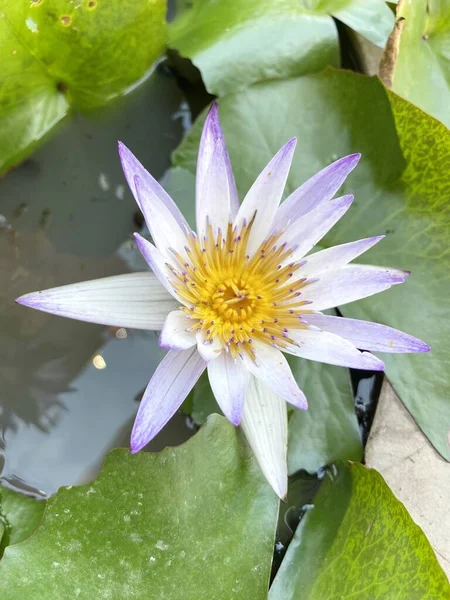 Paarse Lotusbloem Natuur Tuin — Stockfoto