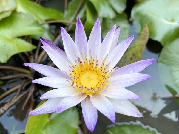 Paarse Lotusbloem Natuur Tuin — Stockfoto