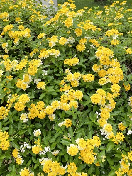 Sárga Lantana Virág Természetben Kert — Stock Fotó