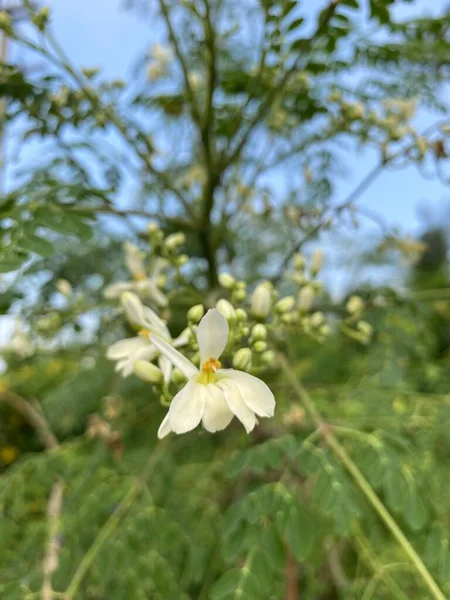 Moringa Oleifera Bloem Natuur Tuin — Stockfoto