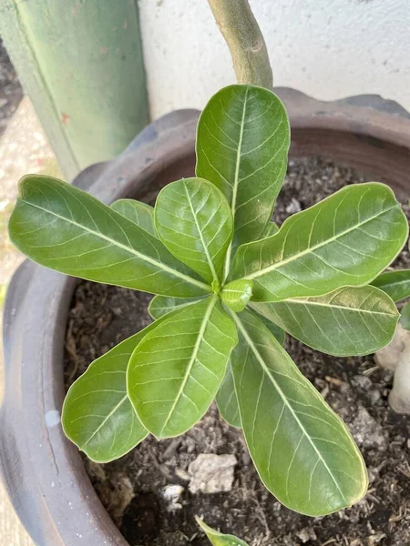 イマーラ リリー自然園の植物 — ストック写真