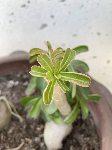 Impala Lírio Planta Jardim Natureza — Fotografia de Stock