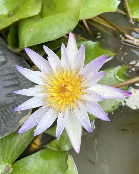 Paarse Lotusbloem Natuur Tuin — Stockfoto