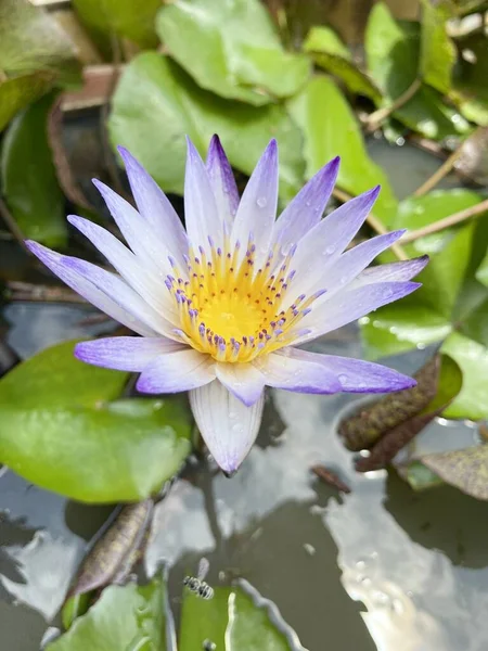 Paarse Lotusbloem Natuur Tuin — Stockfoto