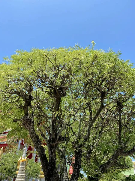 Frische Grüne Tamarindus Indica Blätter Naturgarten — Stockfoto