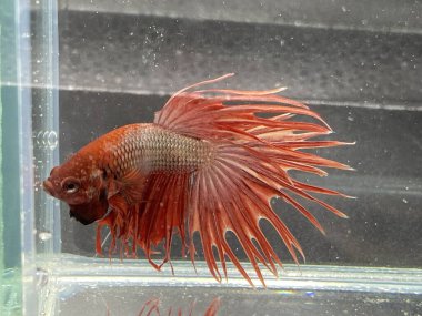 Akvaryumda Beta balığı