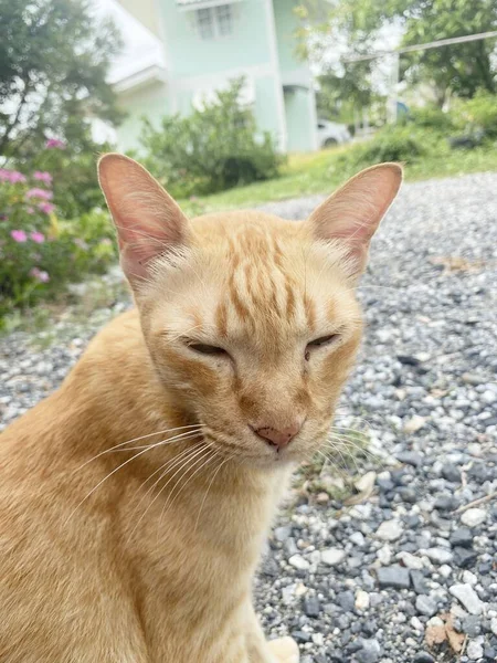 Gato Bonito Chão — Fotografia de Stock