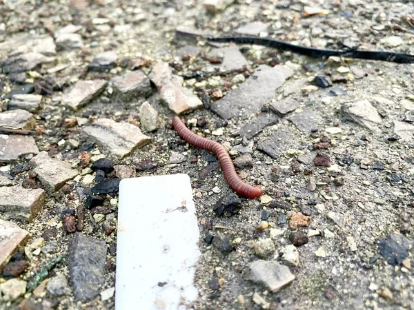 Zicht Een Rode Duizendpoot Gaat Als Een Trein Steen — Stockfoto