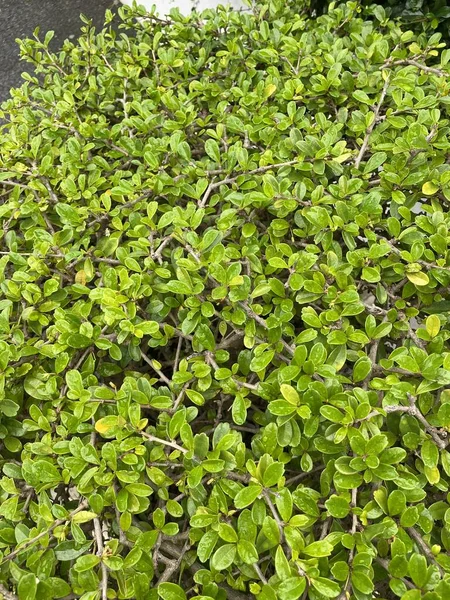 Čerstvá Zelená Carmona Retusa Rostlina Přírodě Zahrada — Stock fotografie