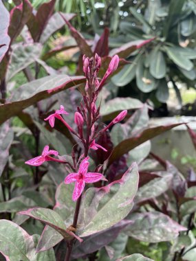 Doğa bahçesinde karikatür bitkisi