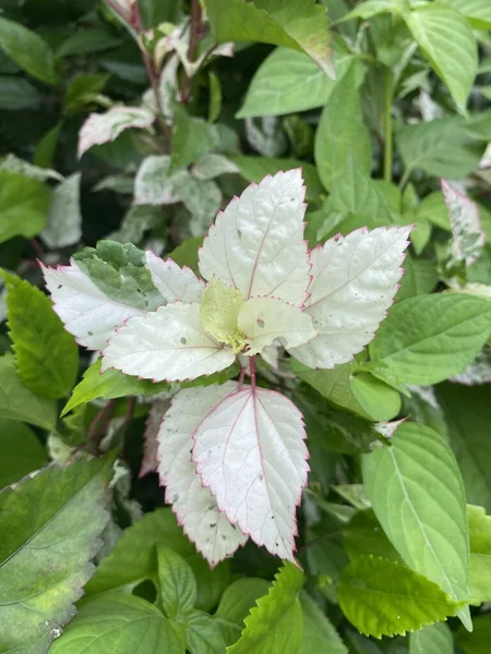 Hibiscus Leaf Nature Garden — Stock Photo, Image